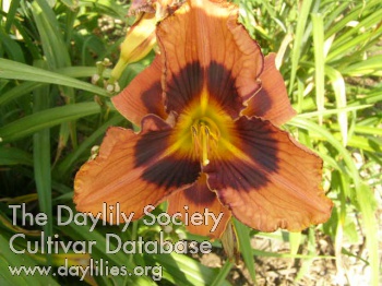 Ernesto's Delight AHS image