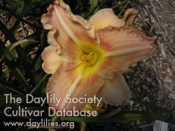 Tischa Lynn AHS image
