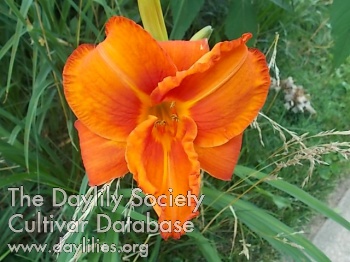 Orange Chrome AHS image