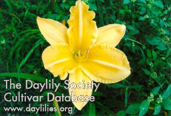 S.D. Williams AHS image