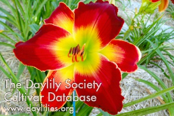 Patricia Ann's Calliopsis AHS image