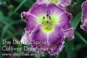 Purple Pointalism AHS image