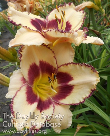 Tango Picotee AHS image
