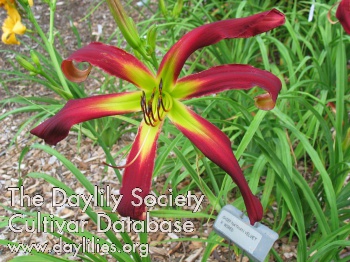 North Garden Chief AHS image
