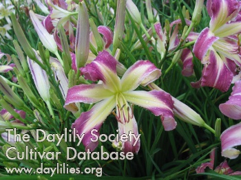 Davey AHS image