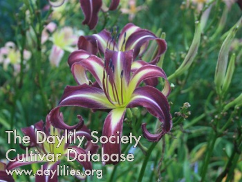 Planetary Purple AHS image
