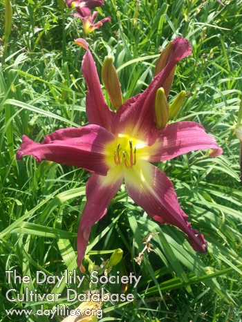 Reba Pritchett AHS image