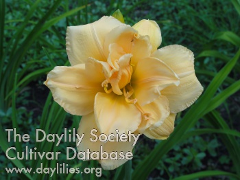 Peach Flurry AHS image