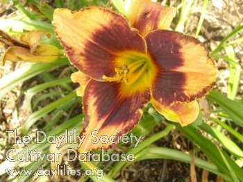 Damsel's Prayer AHS image
