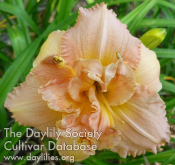 Sweet Seneca Garden Angel AHS image