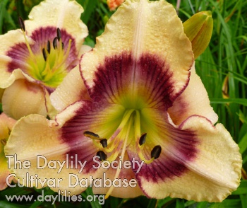 Sue Kelly AHS image