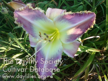 NYC's Dave N. AHS image