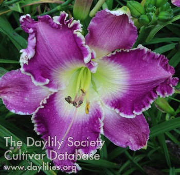 Geneva Purple Haze AHS image