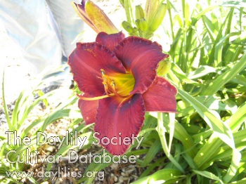 Cheers from Ruth AHS image