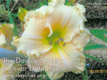 Canoochee Honey Dew AHS image