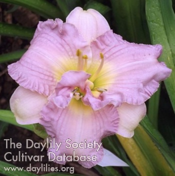 Lilac Ruffles AHS image