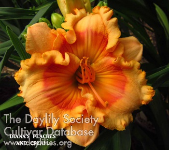 Diana's Peaches and Cream AHS image