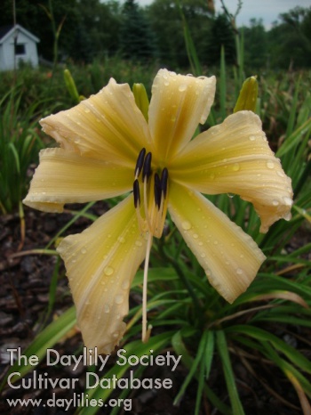 Paper Lion AHS image