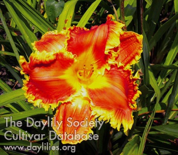 Flaming Phoenix AHS image