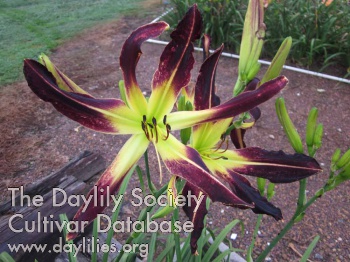 Dance in the Fading Light of Day AHS image