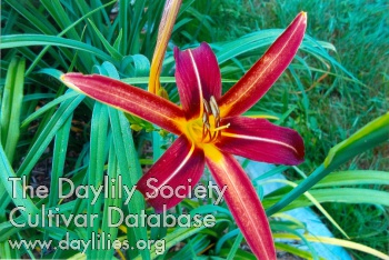 Doyle Spider AHS image