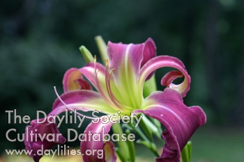 Not Tonight Dear AHS image
