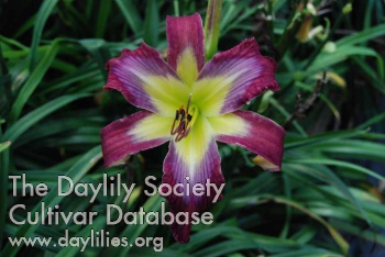 Violet Spring AHS image