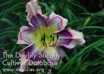 Delaney's Rainbow AHS image