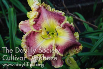 Dixieland Delight AHS image