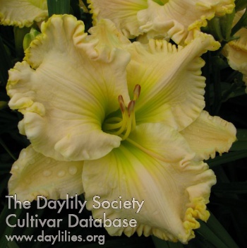 Cynthia Dawn AHS image