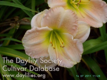 Julia Schueler AHS image