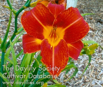 Dixie Redcoat AHS image
