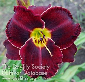 Vintage Merlot AHS image