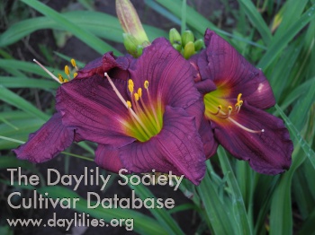 Olallie Classic Joyful Beauty AHS image