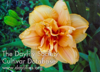 Sweet Butterscotch AHS image