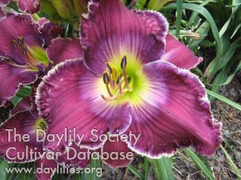 Lynn Jolly AHS image