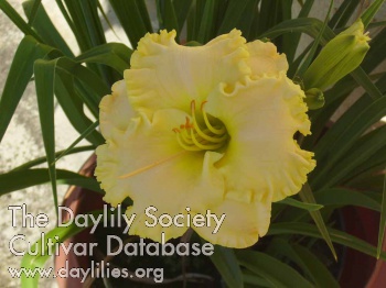 Bay Lily Simpson
