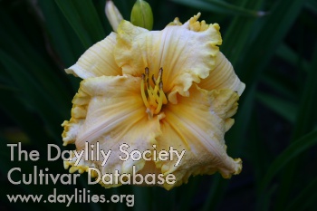 Hayfield Bountiful AHS image