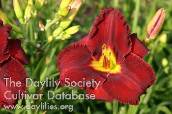 Hayfield High Society AHS image