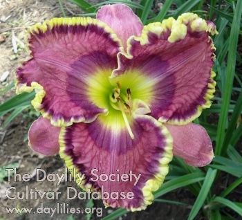 Cavalier Precious Jewel AHS image