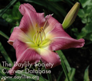 Olympic Gargoyle AHS image