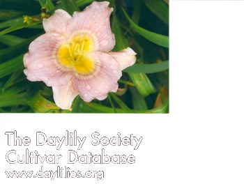 Lavender Ringlet AHS image