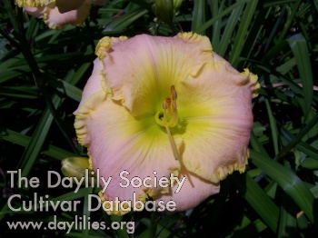 Springtime Music AHS image