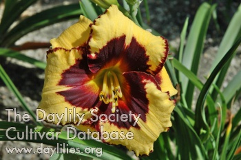 Onyx Eye AHS image
