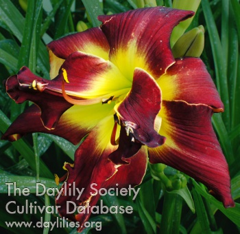 Double Black Whirlwind AHS image