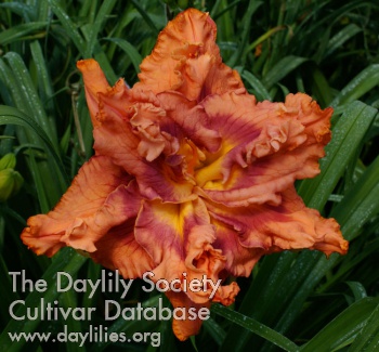 Double Orange Angel Wings AHS image
