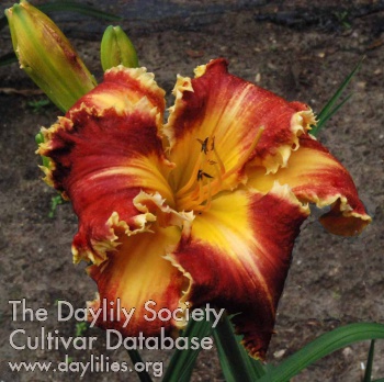 Miss Polonia AHS image