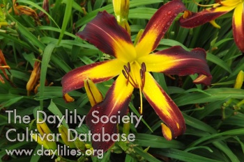 Chris Delois AHS image