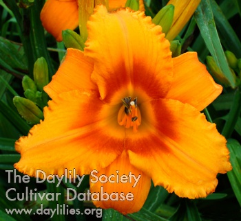 Orange Dazzler AHS image