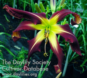 Heavenly Purple Twister AHS image